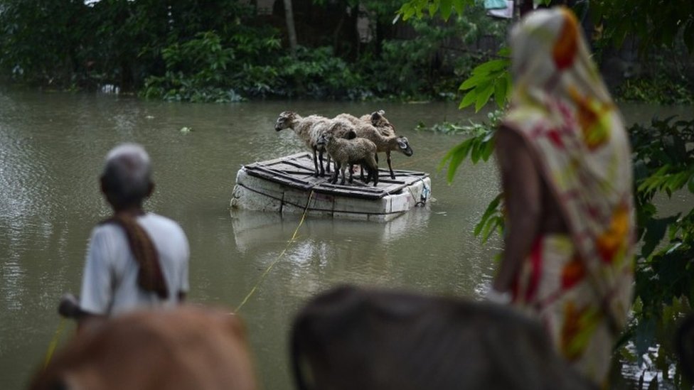 Пожилая пара переводит своих овец на возвышенность, чтобы избежать подъема воды в пострадавшем от наводнения районе Моригаон штата Ассам, Индия, 1 сентября 2015 года.