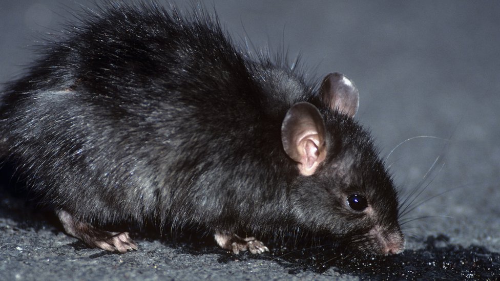 black rat pet