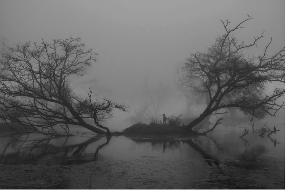 Mističnost močvare, fotografija Aršdipa Singa iz Indije, zauzela je drugo mesto u kategoriji 15 do 17 godina. Zbog jake kiše, Aršdip i njegov otac nisu mogli na vreme da uđu u šumu da bi posmatrali osvit zore, a onda se spustila magla. Kada je počela da se podiže, uslikao je ovaj crno-beli prizor.