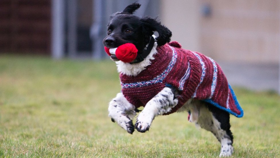 dogs woolly jumpers