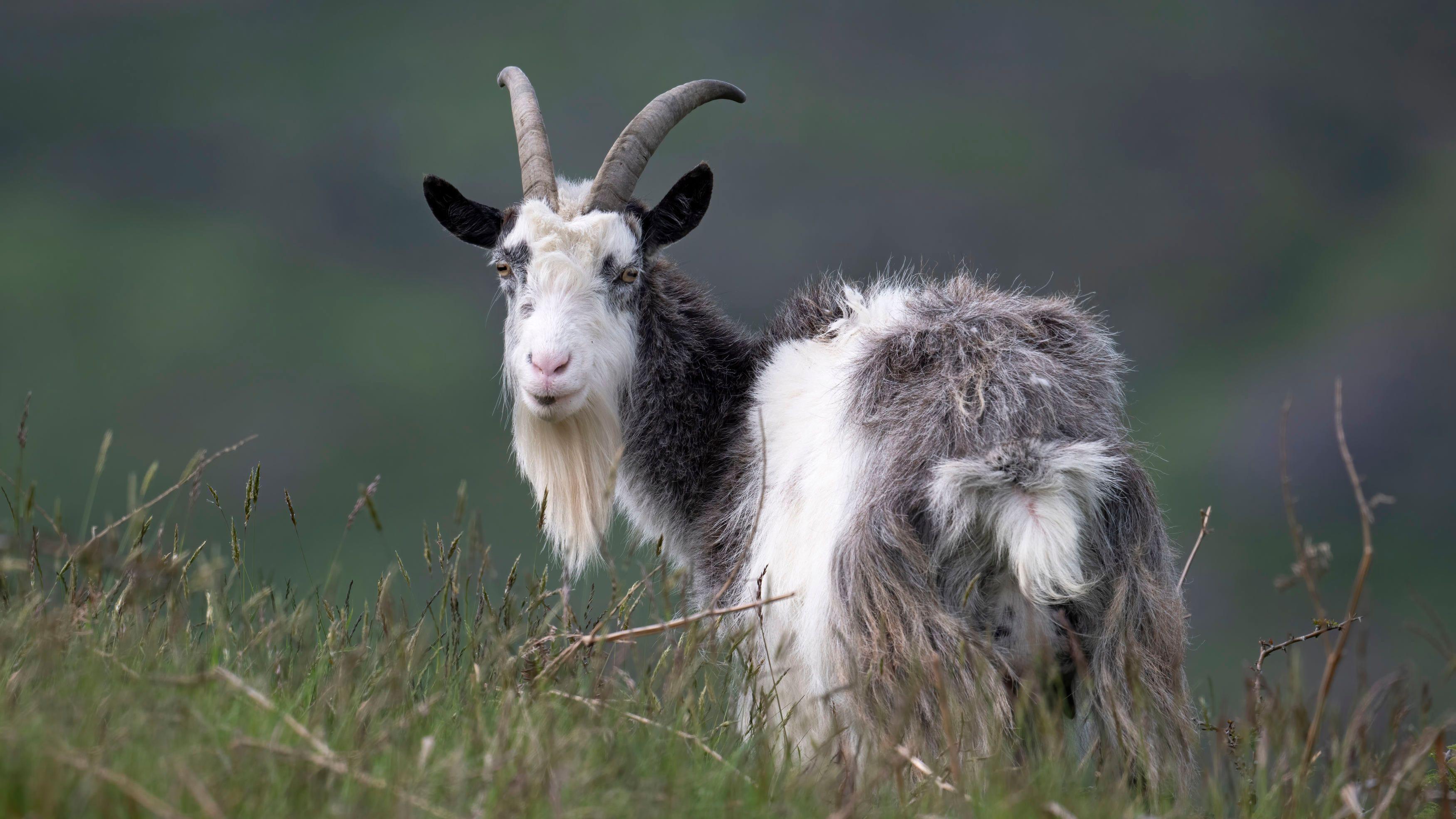 Wild Cheviot goats put on rare breed list