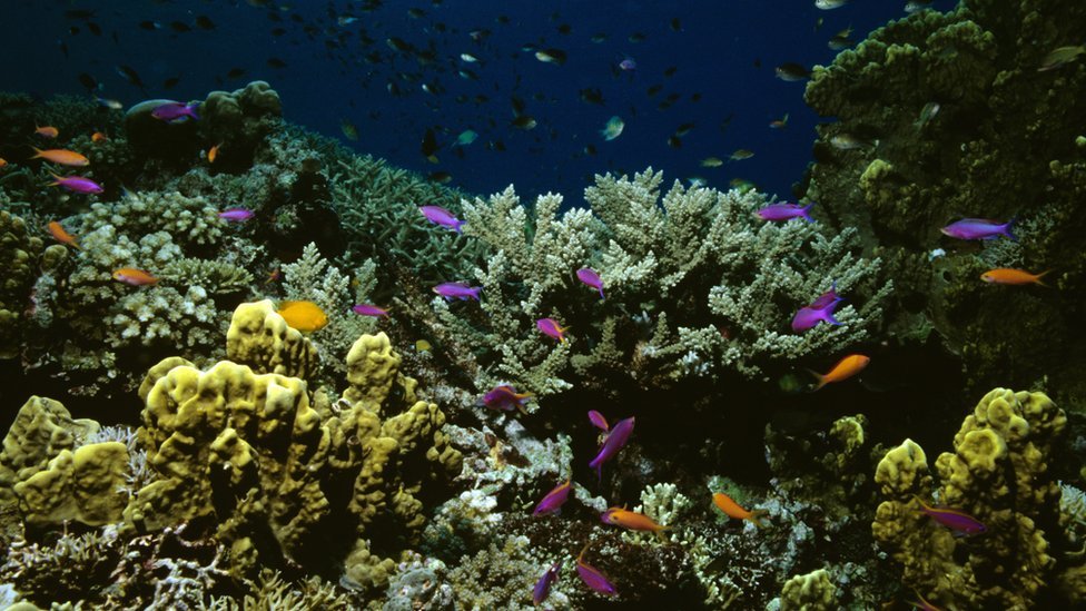 Коралловый сад и желто-полосатые сказочные окуни на Большом Барьерном рифе