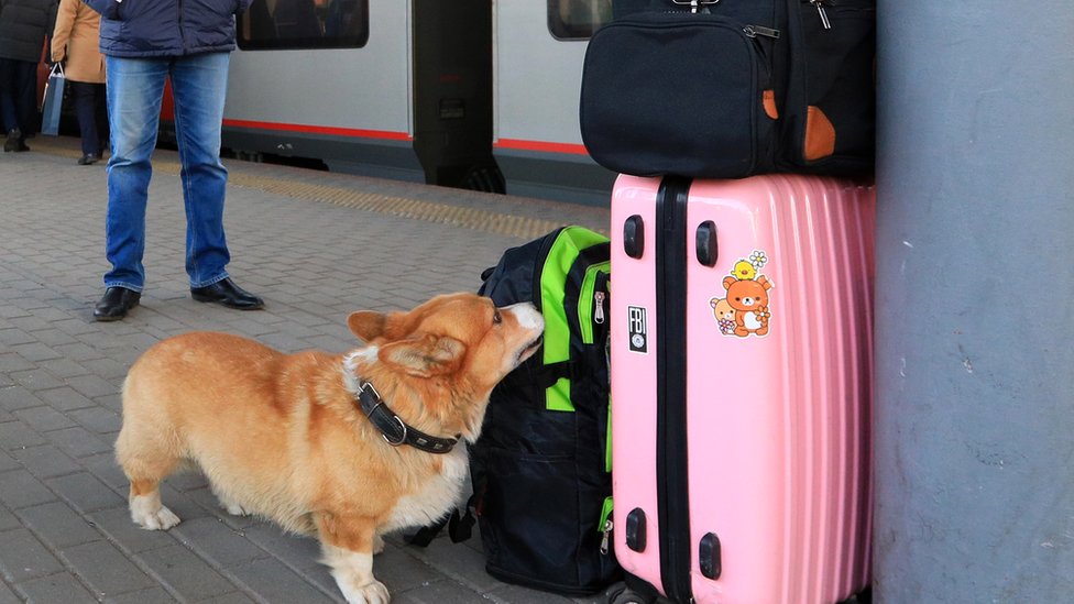 Российская полицейская собака проверяет багаж на вокзале в городе Нижний Новогород (фото из архива)