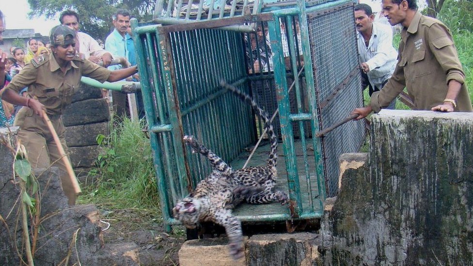 Расила Вадхер спасает леопарда из колодца