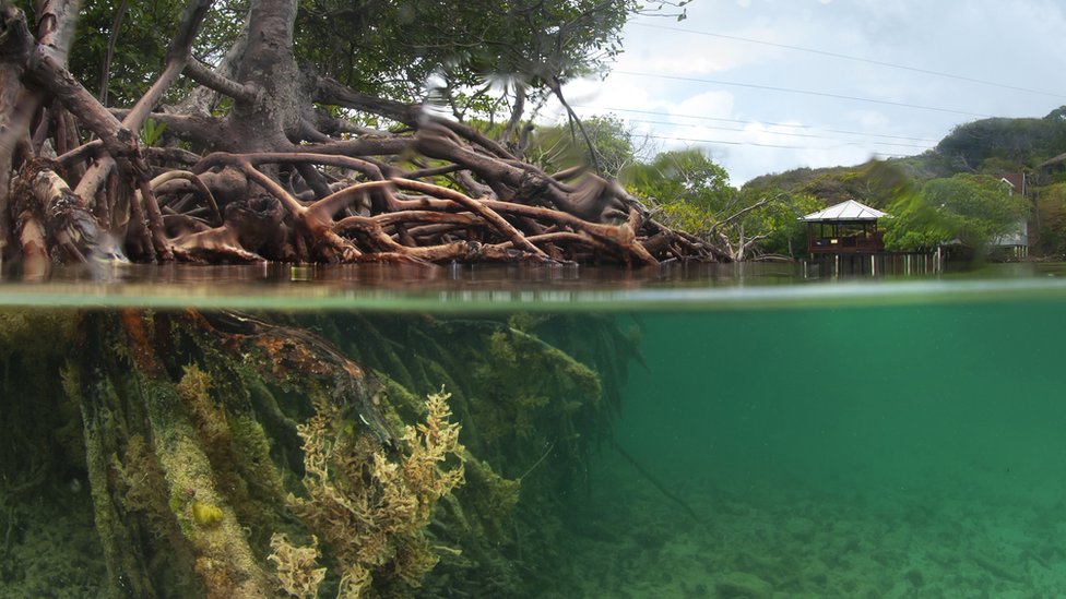 Imagen de un manglar dentro y fuera del agua