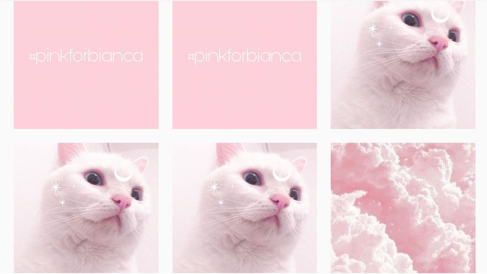 Fotos de gatos #pinkforbianca