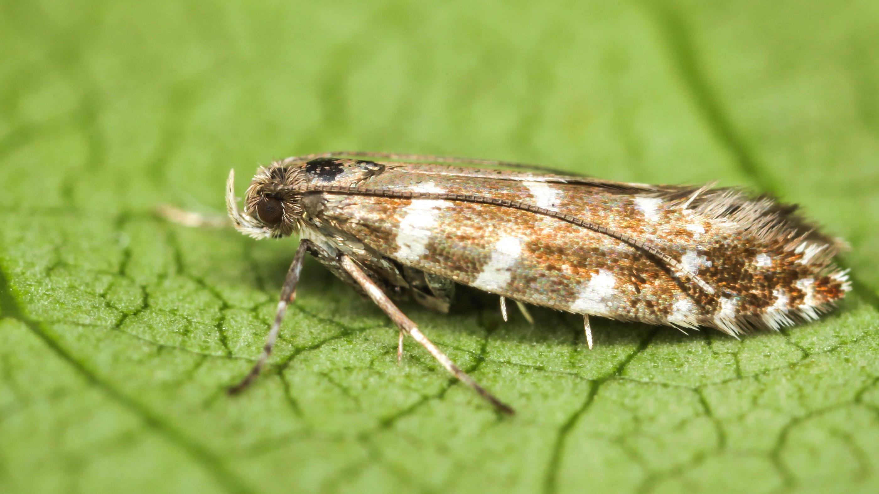 The mission to help save one of Scotland's smallest moths - BBC