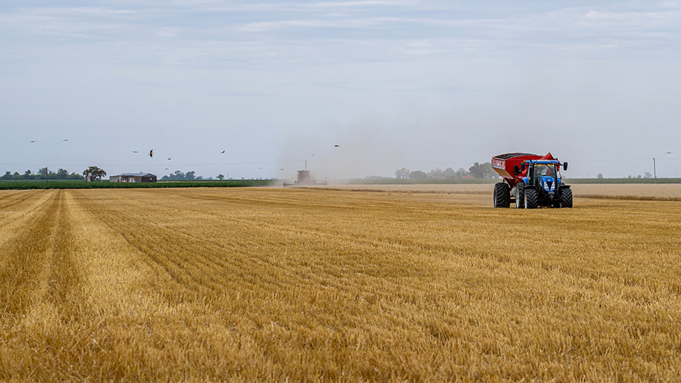 Un tractor en un campo de trigo en Argentina