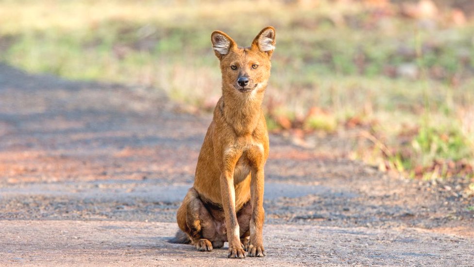 Asian wild dog