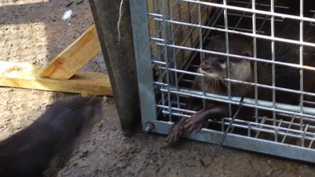 Secret life of otters on River Severn caught on camera - BBC News