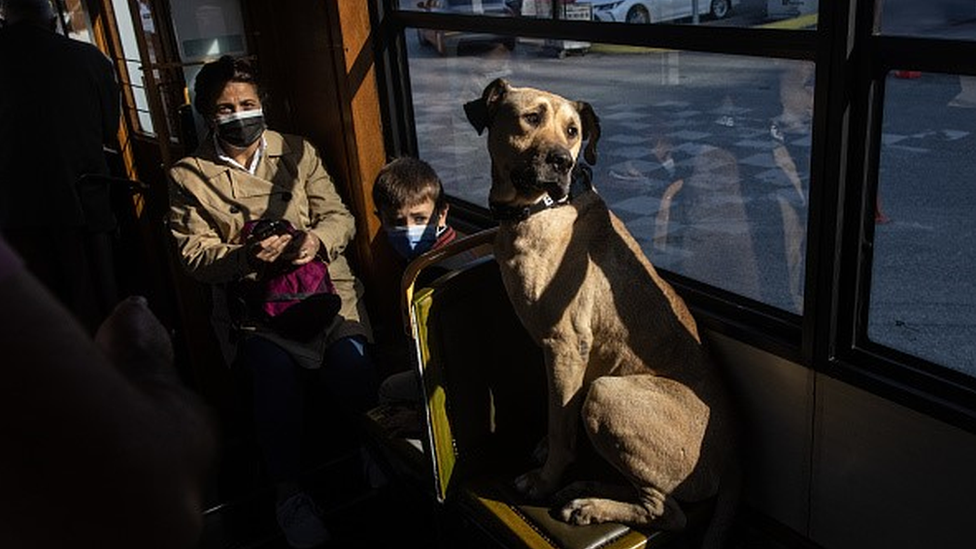Boji the street dog sits inside a tram in Istanbul