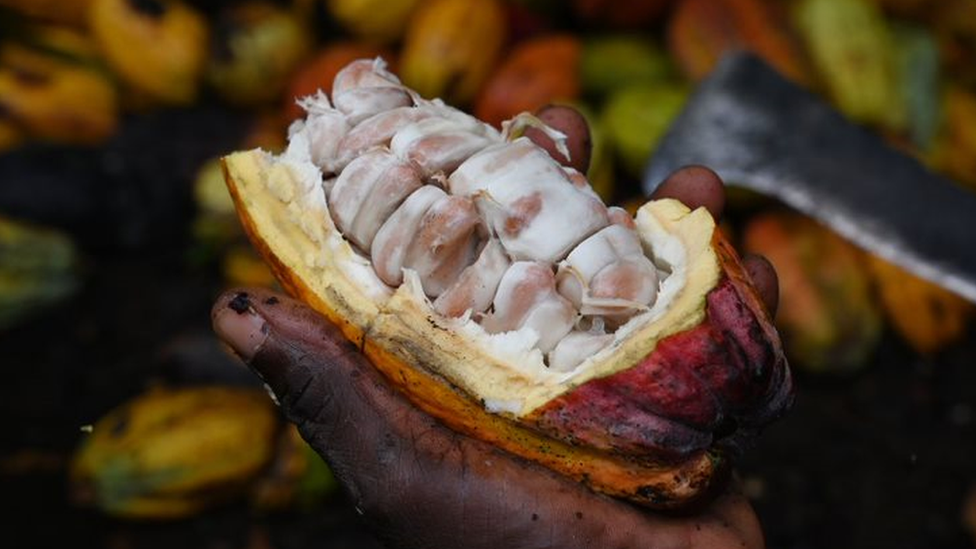 An open cocoa fruit showing its beans