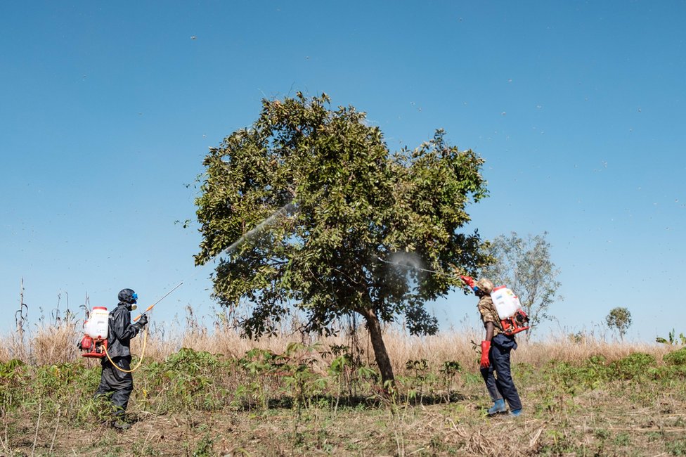 Солдаты опрыскивают деревья инсектицидами