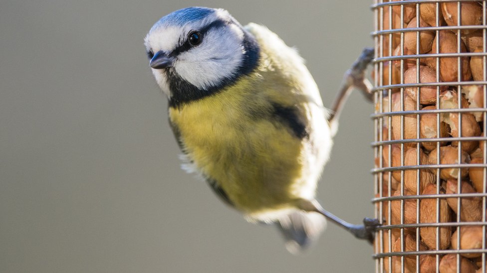 bluetit feeder