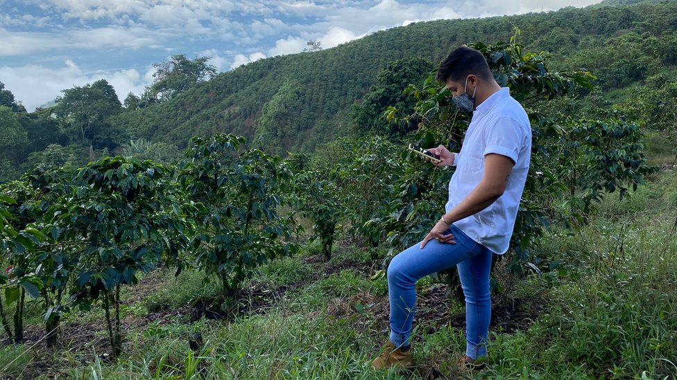 Ángel García, one of the managers at the Santa Isabel estate, overlooks a slope carpeted with coffee bushes on Nov 20. The farm has 900,000 bushes.