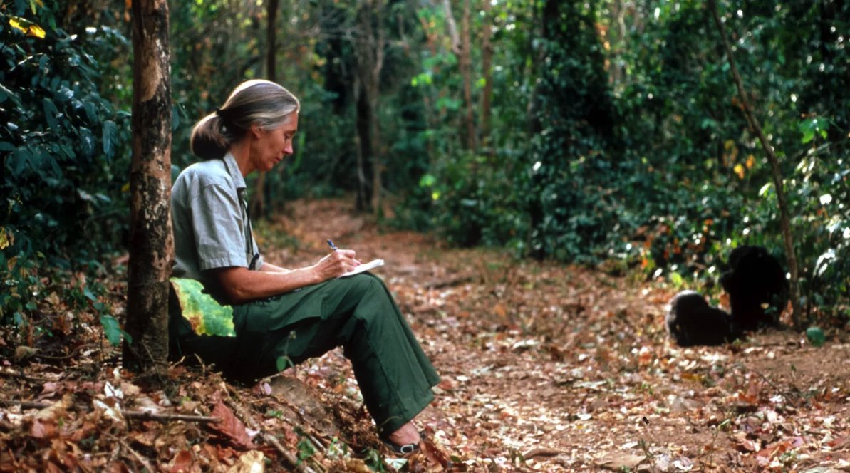 Jane Goodall's research into chimps in Tanzania paved the way for other female primatologists