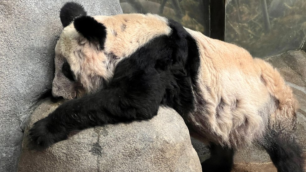 Pandas will become rare in Western zoos as they bear brunt of tensions with  China