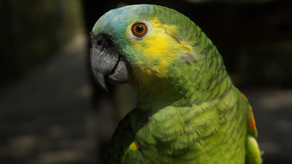 Чарли, голуболобый амазонский попугай