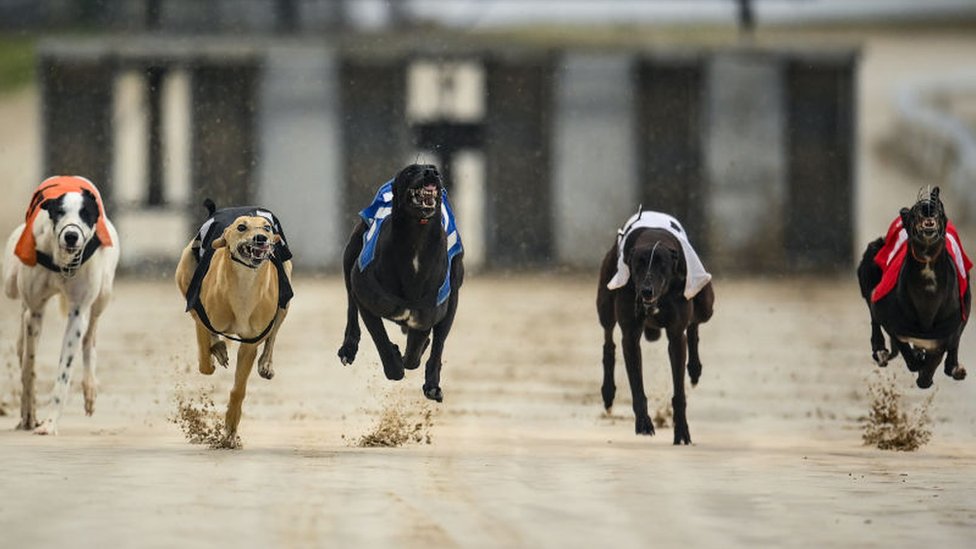 [출처: Getty Images] 경주 중인 그레이하운드들