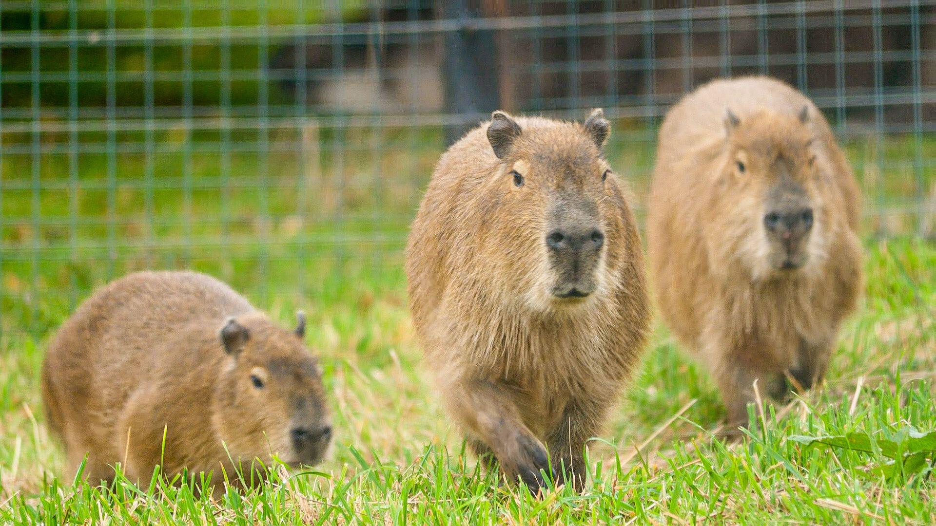 Capybara trio settling in at new home in North Somerset