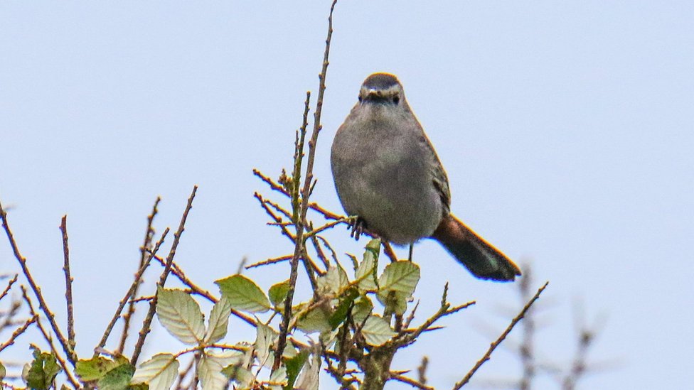 Sites like sale catbird