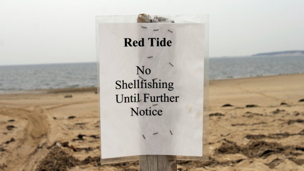 Cuando se produce una floración de algas rojas potencialmente tóxicas se restringe la pesca. Alerta de marea roja