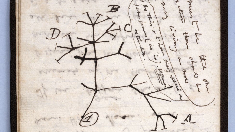 El boceto del árbol de la vida es una de las notas que se perdieron.