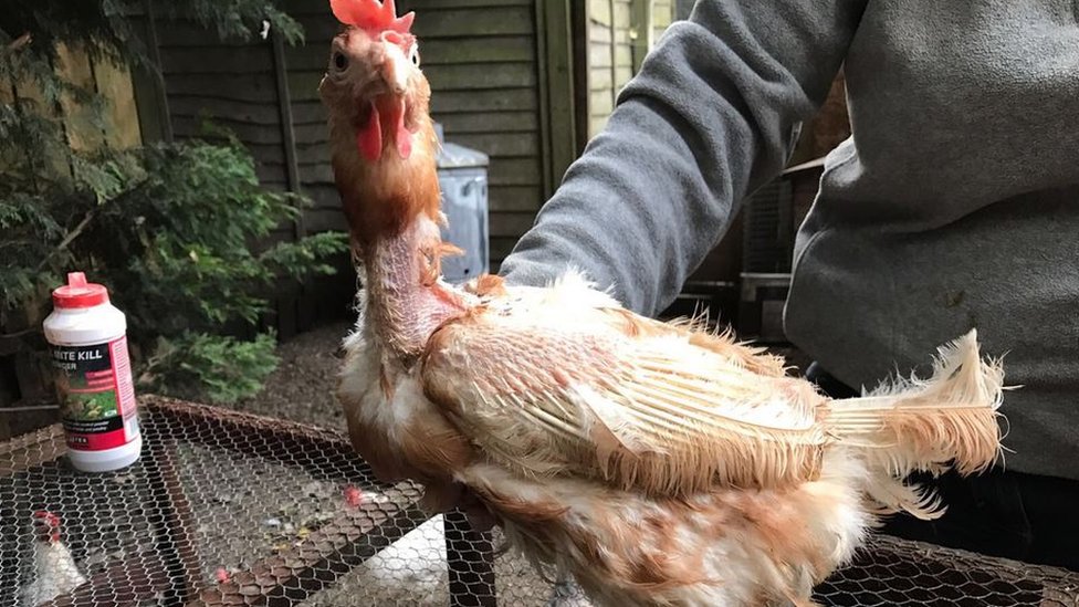 chicken rescue centres near me