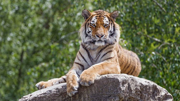 Tigers Have Introvert- and Extrovert-Like Traits, Researchers Say