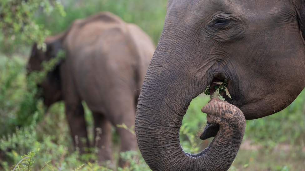 Слон ест листья