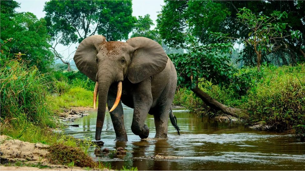 森林象生活在非洲中部的雨林中，破壞植被的生長(Credit: Getty Images)