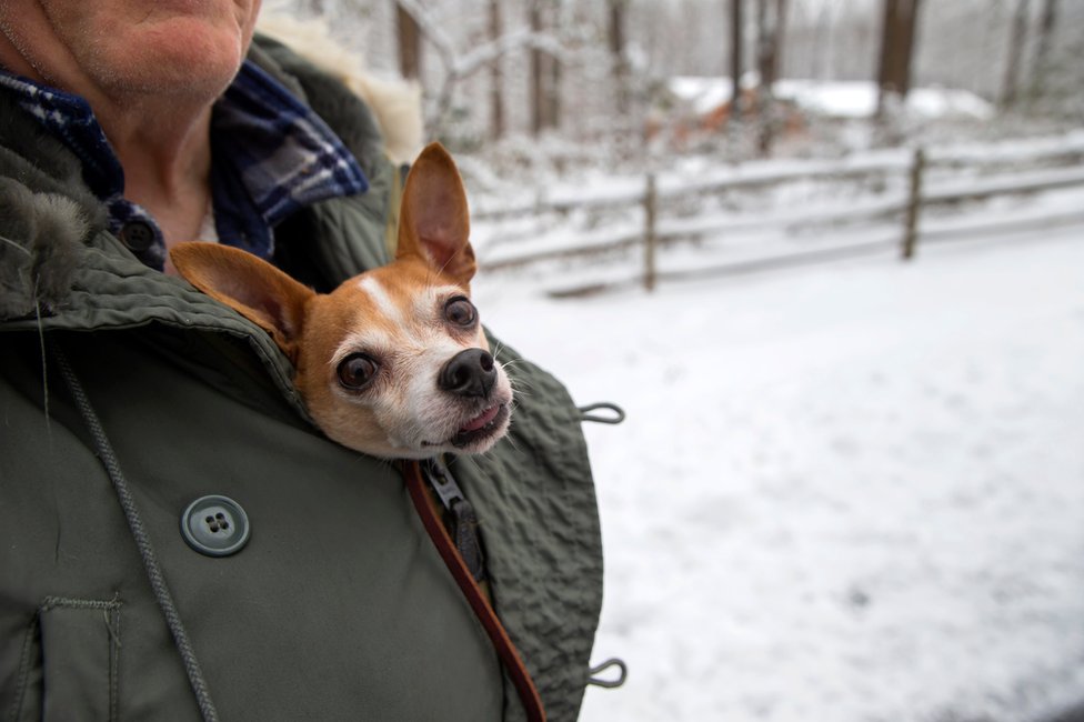 A dog wrapped up in the coat of a man