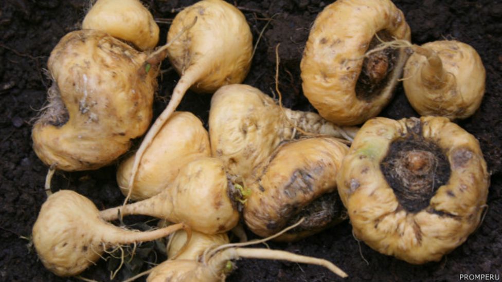 Maca peruana