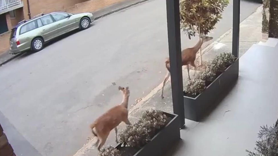 Два оленя идут по улице в Лейхардте