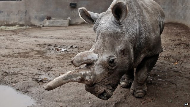 South Africa's rhinos 'could be extinct in 10 years' - BBC News South Africa's rhinos 'could be extinct in 10 years' - BBC News