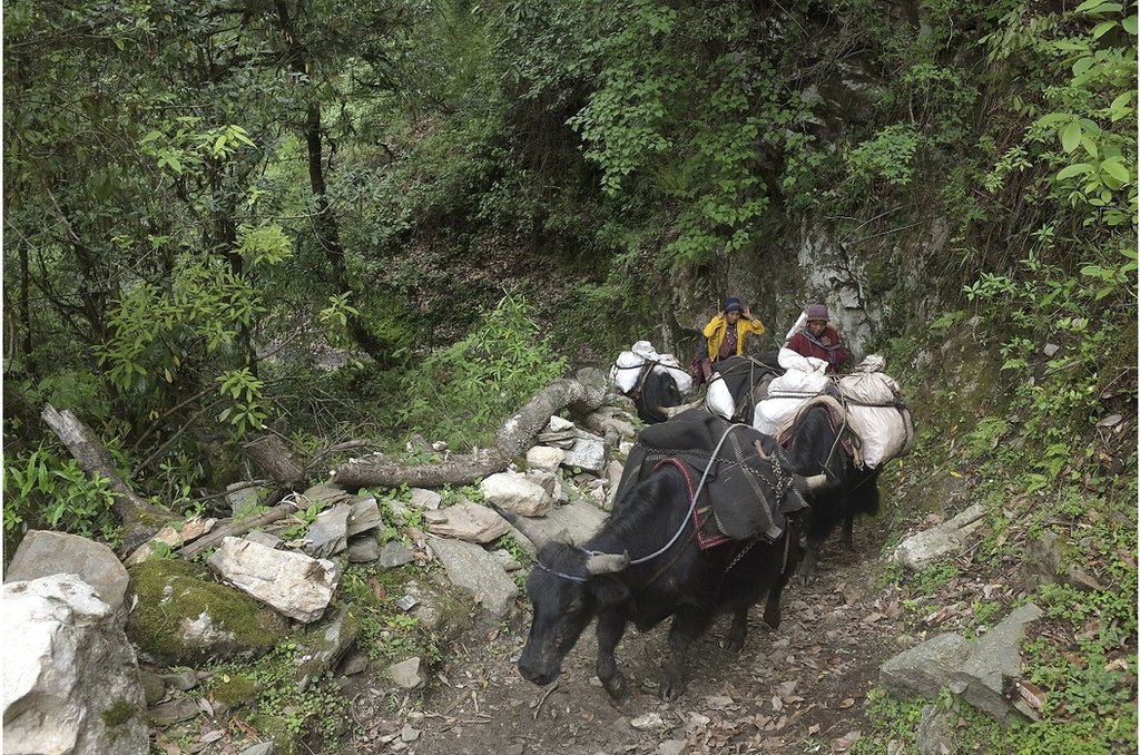 不丹布羅帕牧民用牛向偏遠無路的薩克滕村莊運送物資。他們與鄰近村莊交易黃油、奶酪和氂牛肉以獲得日常必需品。