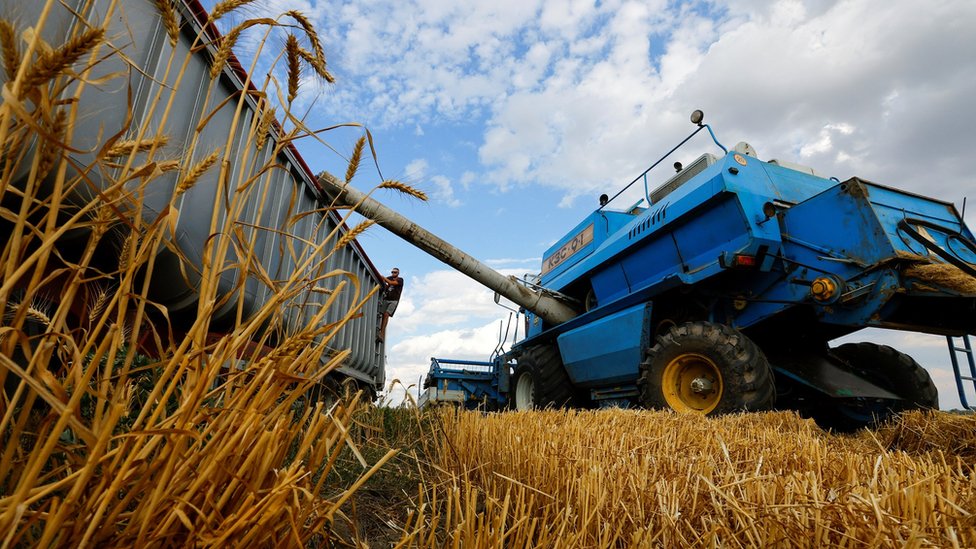 烏克蘭親俄分子控制地區赫爾松穆濟基夫卡村一片麥田裏收割機在採收小麥（26/7/2022）