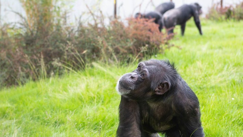 Шимпанзе из зоопарка Твайкросс