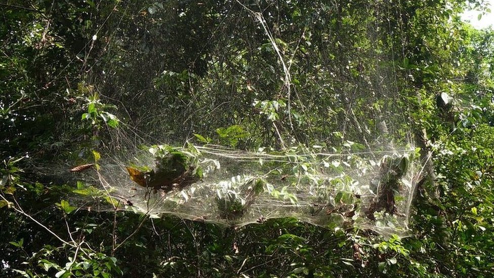 Spiders that hunt in groups synchronise their movement to catch prey