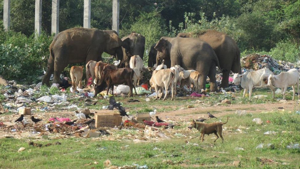 ශ්‍රී ලංකාවේ වනාන්තරවලින් හෙක්ටයාර 8000 ක් වසරකදී විනාශයි" - BBC News සිංහල