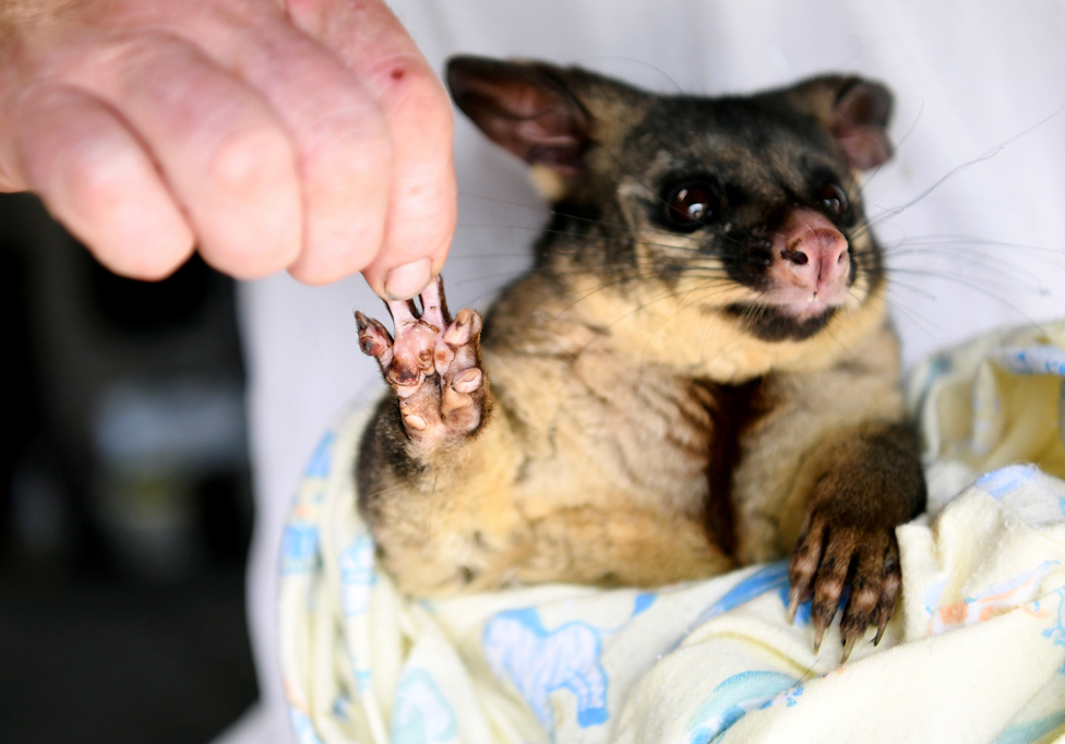 A burnt paw of a brushtail possum is pictured as it is nursed by volunteers in Merimbula, Australia, 9 January 2020