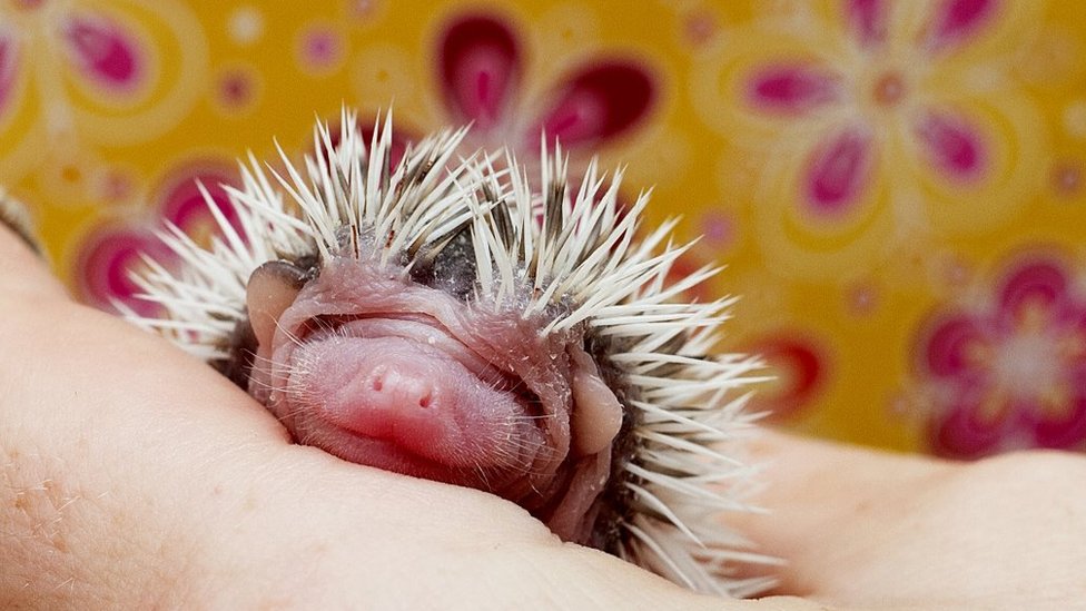 hedgehog baby items