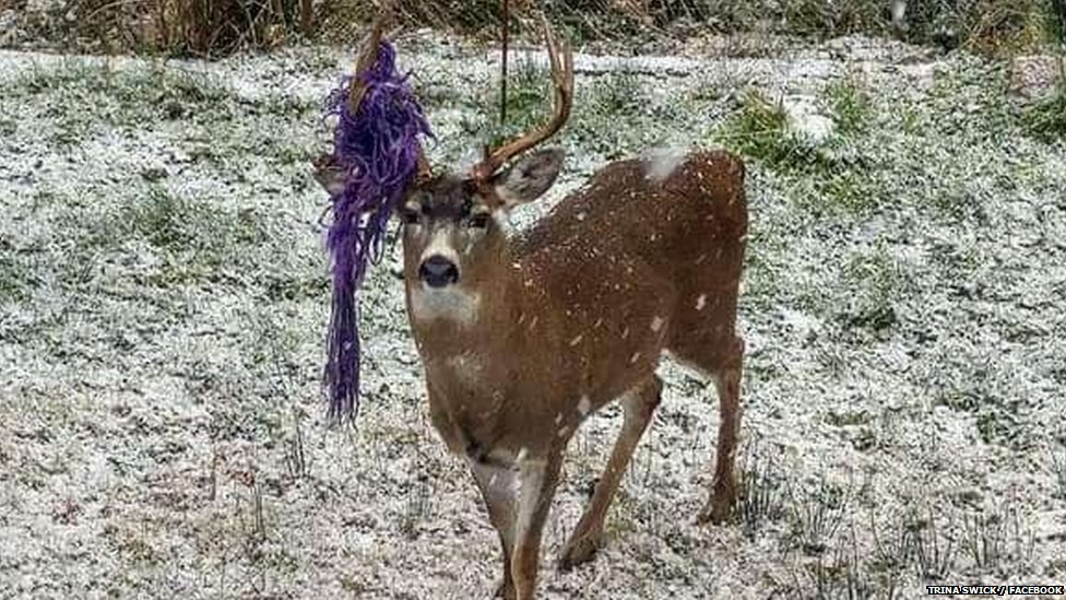 OU Health testing new cancer drug made from deer antlers, News