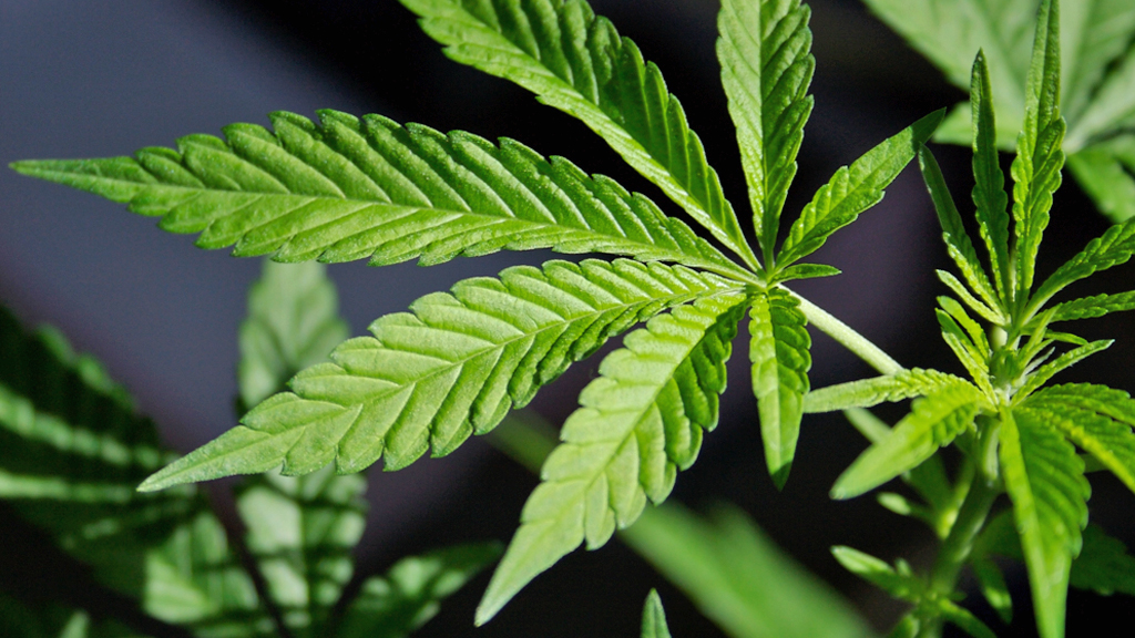 New Zealand to hold cannabis referendum in 2020
