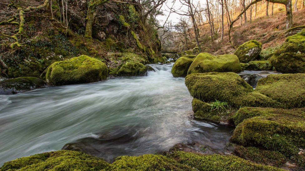 Река протекает через валлийский лесной массив