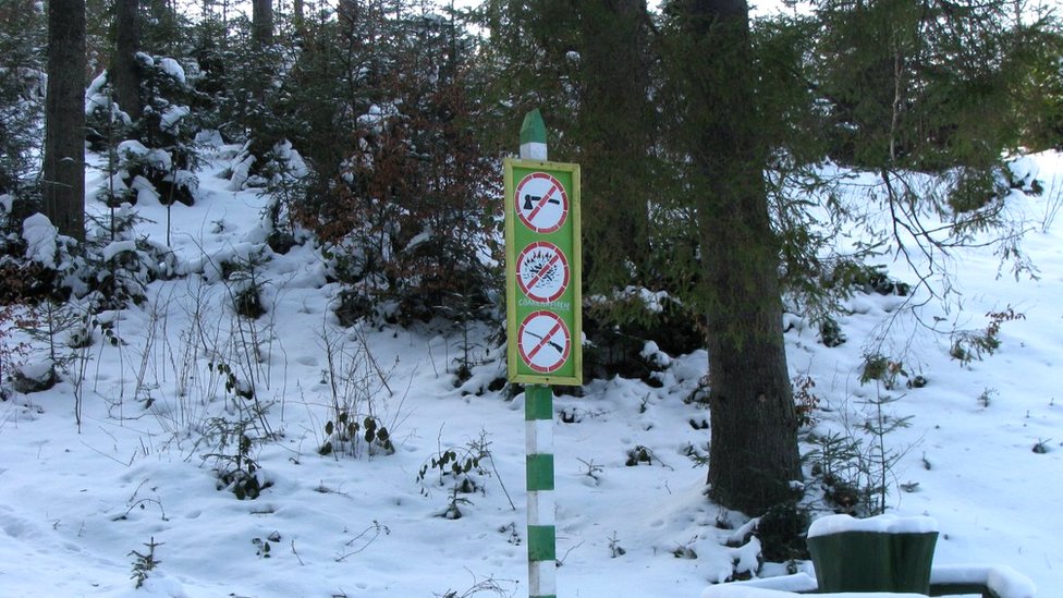 Лес в Закарпатье со знаком о запрете вырубки деревьев