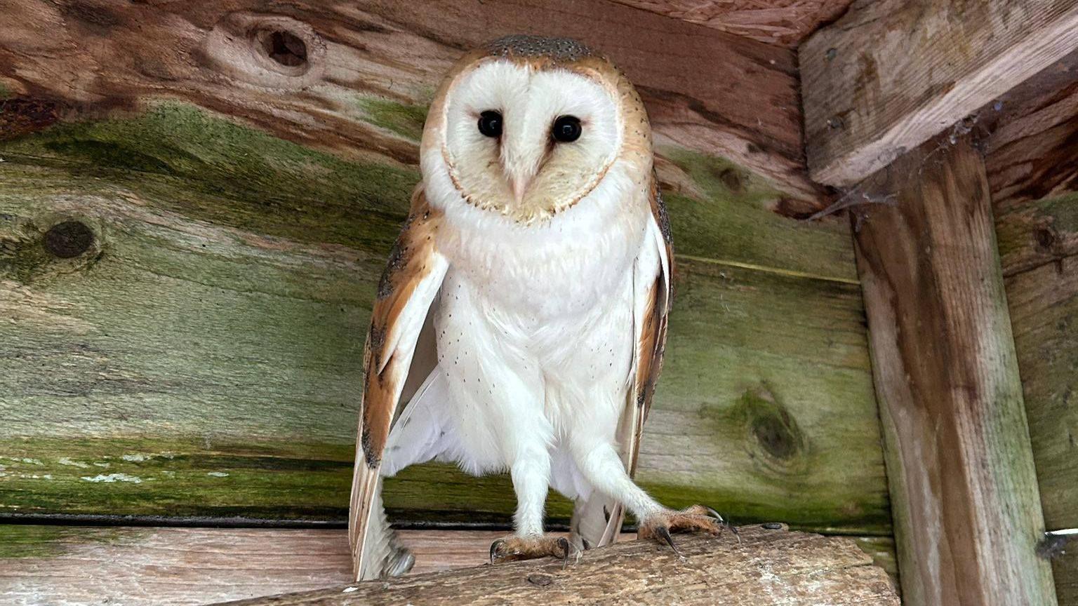 Malnourished barn owl released after specialist care in Wiltshire