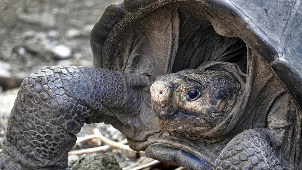 Un espécimen de la gigante tortuga de Galápagos, Chelonoidis phantasticus, que se creía extinta hace casi un siglo
