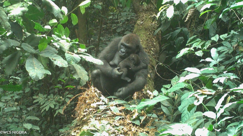Uma gorila fêmea com um bebê