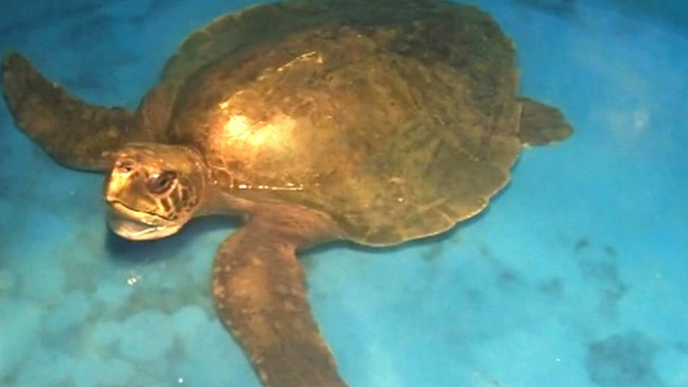 Черепаха Menai в морском зоопарке Англси